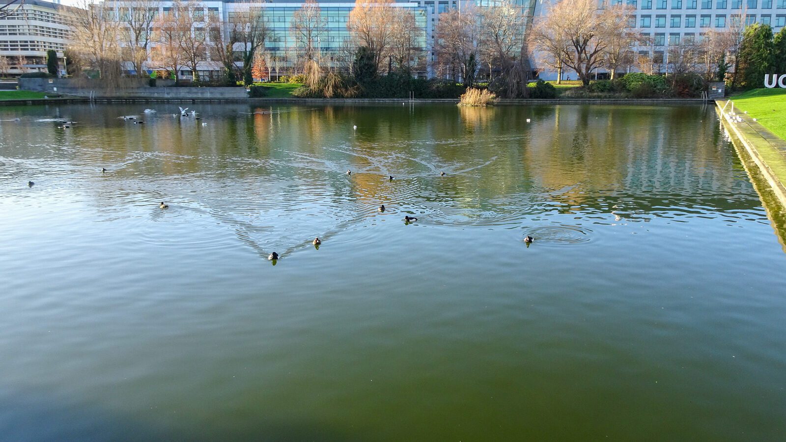 RANDOM IMAGES OF THE UNIVERSITY OF DUBLIN CAMPUS [MY MOTHER WHO IS 104 IN MAY DID NOT WANT TO COME WITH ME AS IT WAS TOO COLD]-226719-1