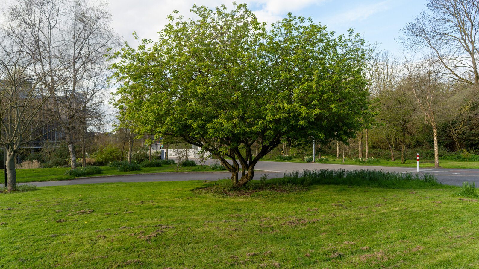 ST PATRICK'S COLLEGE IN MAYNOOTH [COUNTY KILDARE]-223090-1