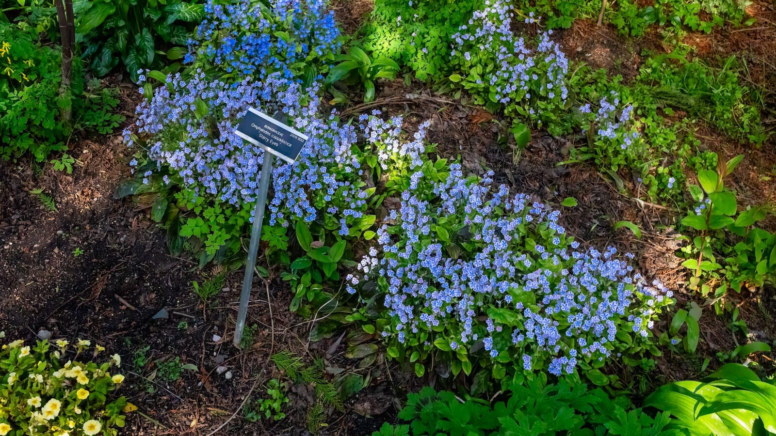 A DISPLAY OF SPRING FLOWERS [THE MILL FIELD IN THE BOTANIC GARDENS]-A DISPLAY OF SPRING FLOWERS [THE MILL FIELD IN THE BOTANIC GARDENS]--223976-1