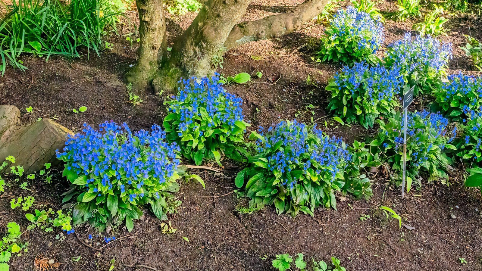 A DISPLAY OF SPRING FLOWERS [THE MILL FIELD IN THE BOTANIC GARDENS]-A DISPLAY OF SPRING FLOWERS [THE MILL FIELD IN THE BOTANIC GARDENS]--223977-1