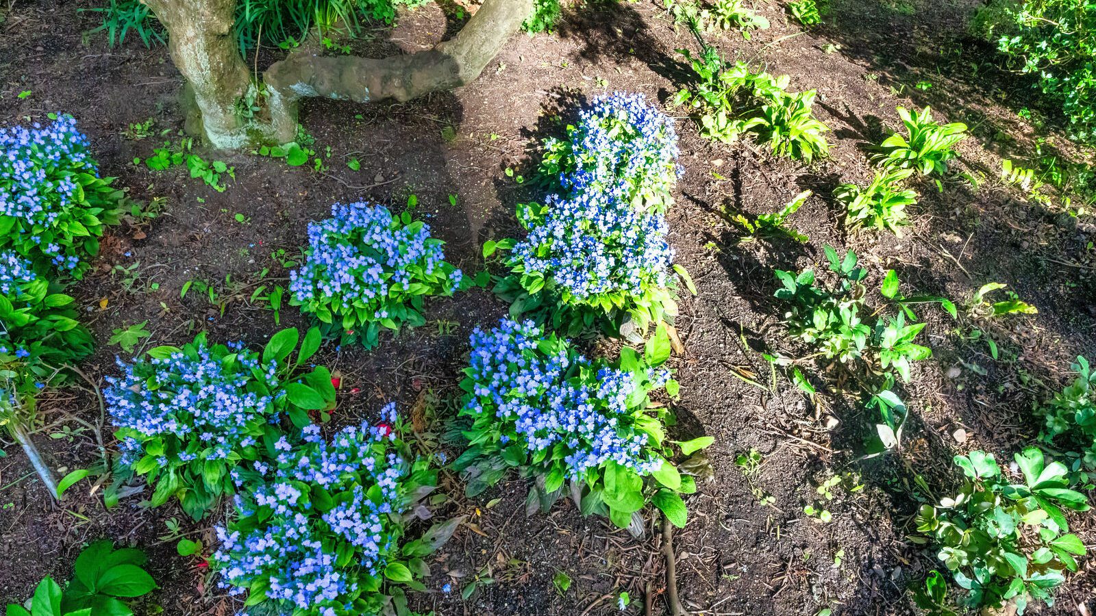 A DISPLAY OF SPRING FLOWERS [THE MILL FIELD IN THE BOTANIC GARDENS]-A DISPLAY OF SPRING FLOWERS [THE MILL FIELD IN THE BOTANIC GARDENS]--223978-1