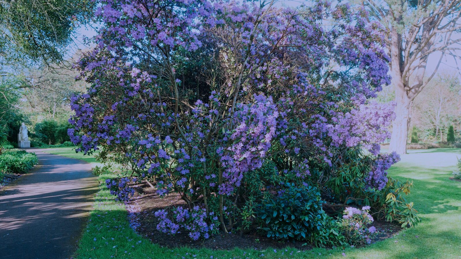 A SPLASH OF COLOUR AT THE BOTANIC GARDENS [DURING STORM KATHLEEN]-223861-1