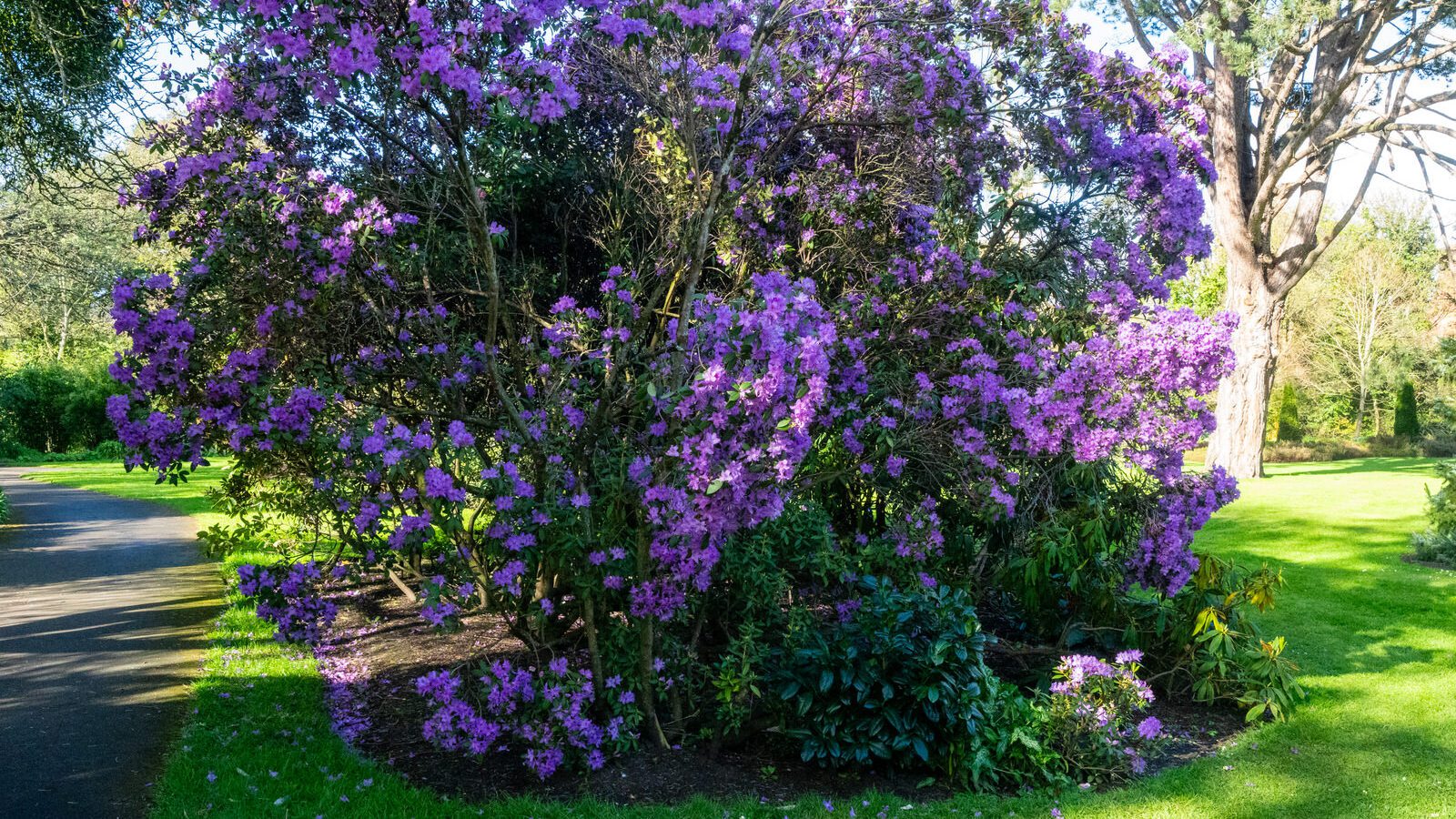 A SPLASH OF COLOUR AT THE BOTANIC GARDENS [DURING STORM KATHLEEN]-223862-1