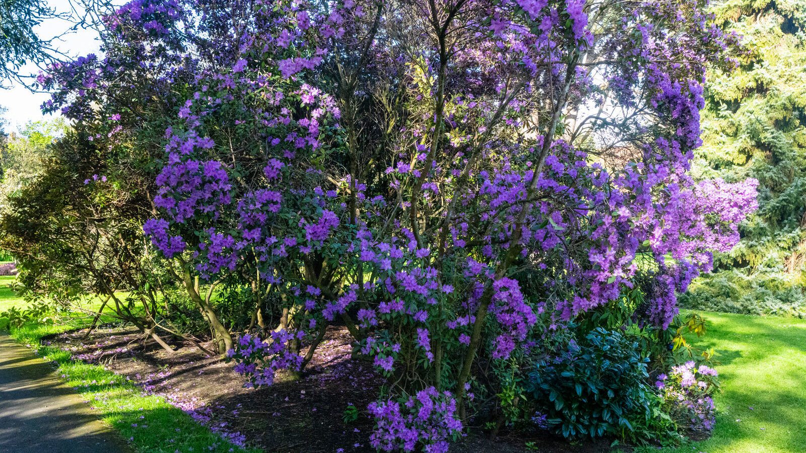 A SPLASH OF COLOUR AT THE BOTANIC GARDENS [DURING STORM KATHLEEN]-223863-1