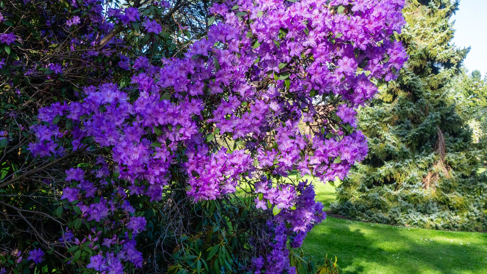 A SPLASH OF COLOUR AT THE BOTANIC GARDENS [DURING STORM KATHLEEN]-223864-1