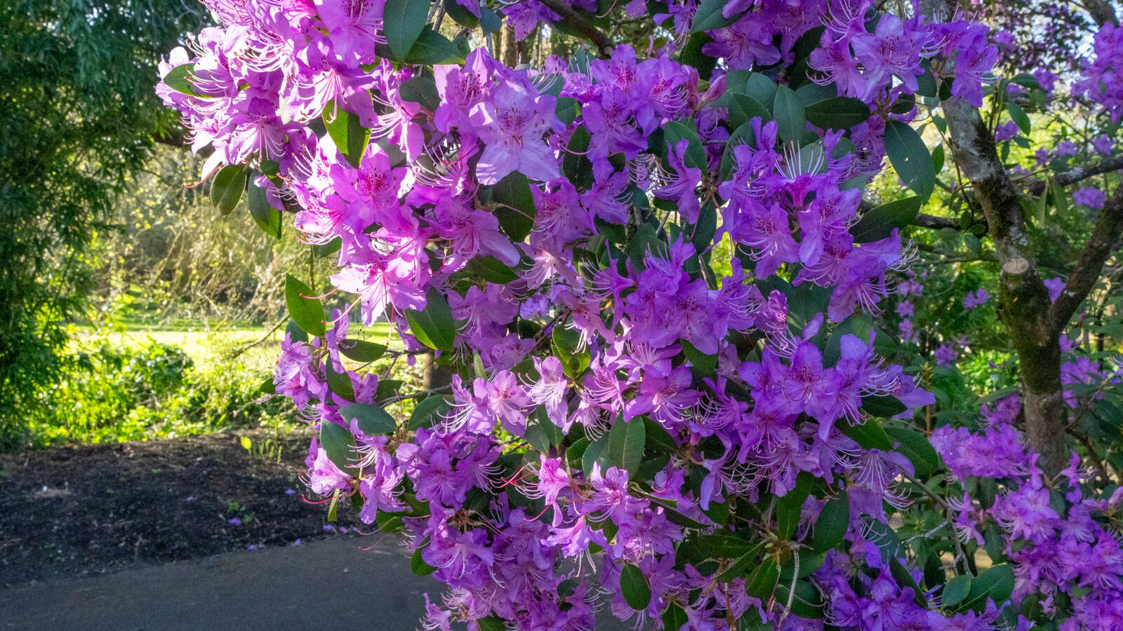 A SPLASH OF COLOUR AT THE BOTANIC GARDENS [DURING STORM KATHLEEN]-223865-1