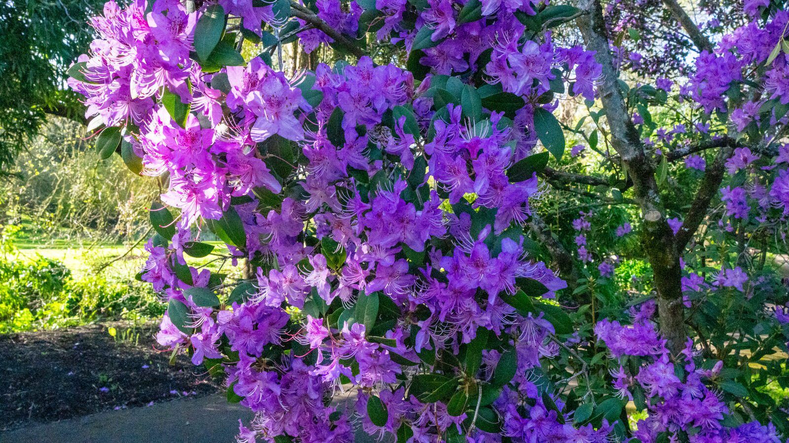 A SPLASH OF COLOUR AT THE BOTANIC GARDENS [DURING STORM KATHLEEN]-223866-1