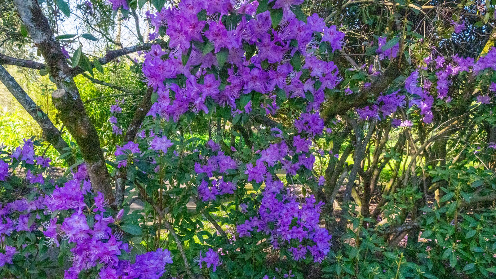 A SPLASH OF COLOUR AT THE BOTANIC GARDENS [DURING STORM KATHLEEN]-223867-1