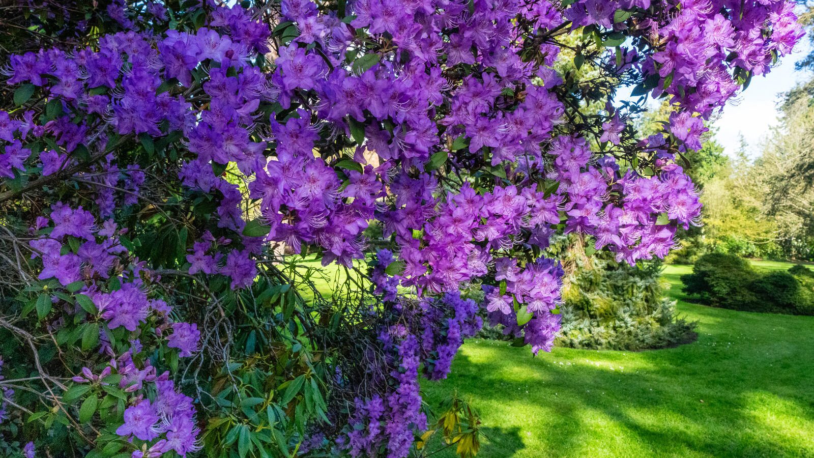 A SPLASH OF COLOUR AT THE BOTANIC GARDENS [DURING STORM KATHLEEN]-223868-1