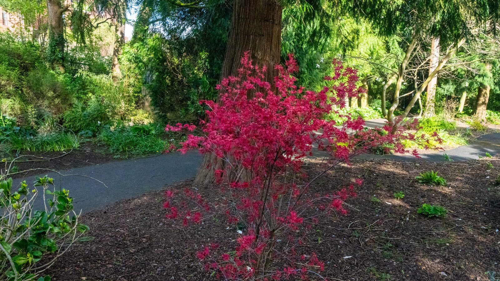 A SPLASH OF COLOUR AT THE BOTANIC GARDENS [DURING STORM KATHLEEN]-223871-1