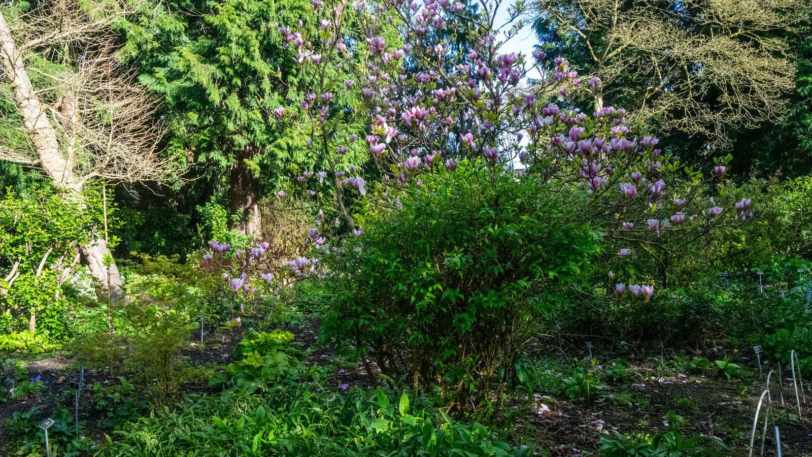 A SPLASH OF COLOUR AT THE BOTANIC GARDENS [DURING STORM KATHLEEN]-223872-1