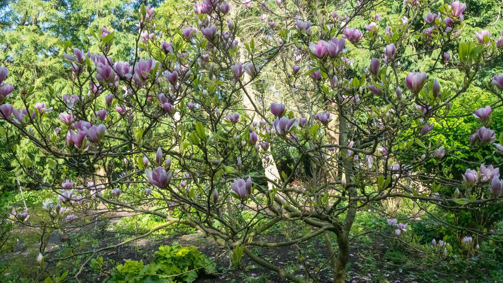 A SPLASH OF COLOUR AT THE BOTANIC GARDENS [DURING STORM KATHLEEN]-223873-1