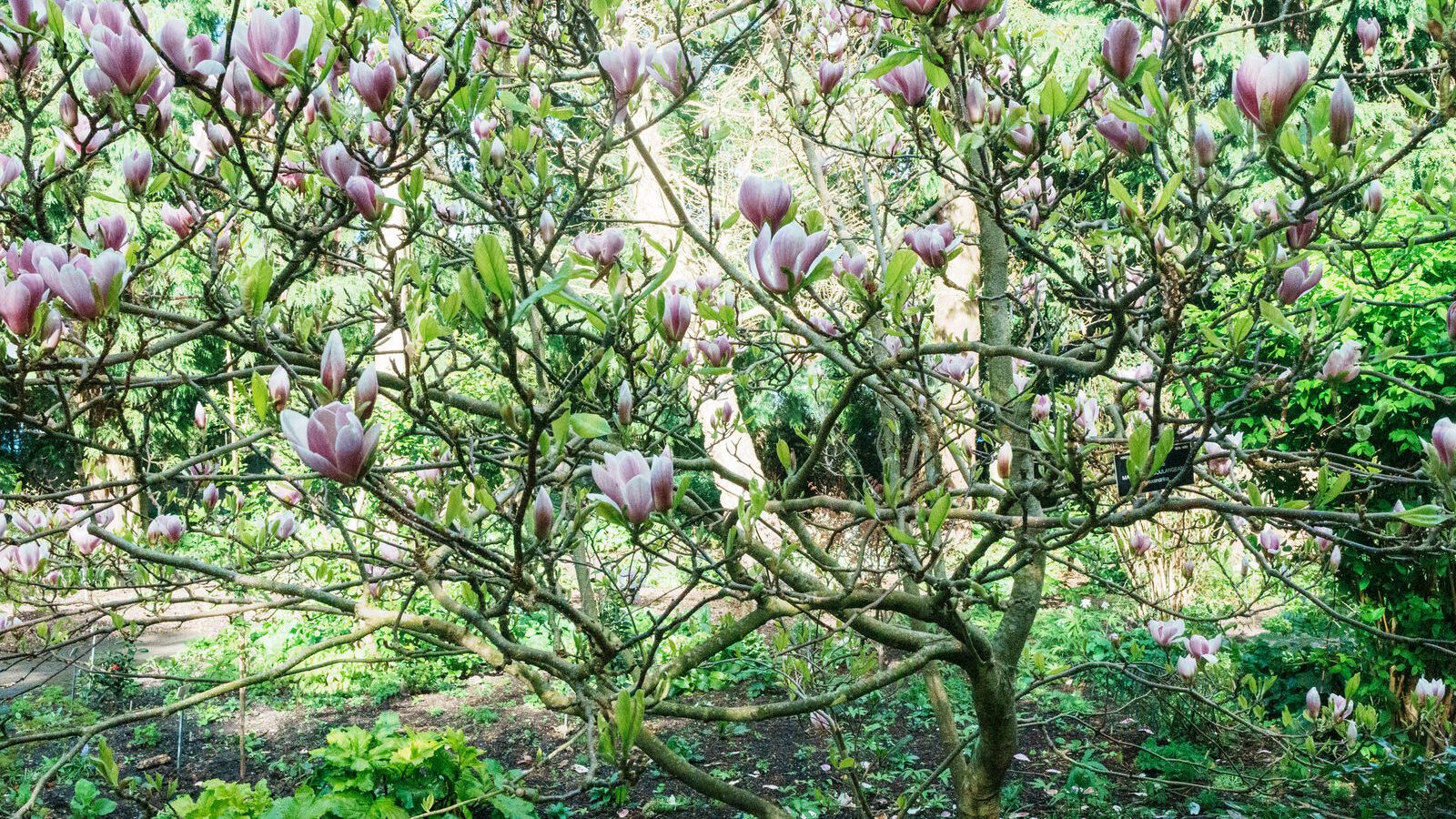 A SPLASH OF COLOUR AT THE BOTANIC GARDENS [DURING STORM KATHLEEN]-223874-1