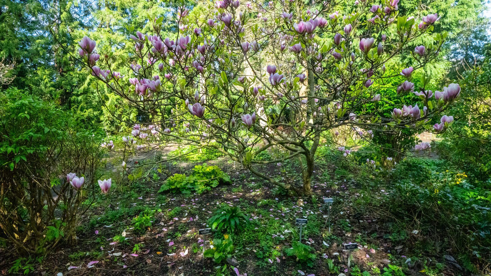 A SPLASH OF COLOUR AT THE BOTANIC GARDENS [DURING STORM KATHLEEN]-223875-1