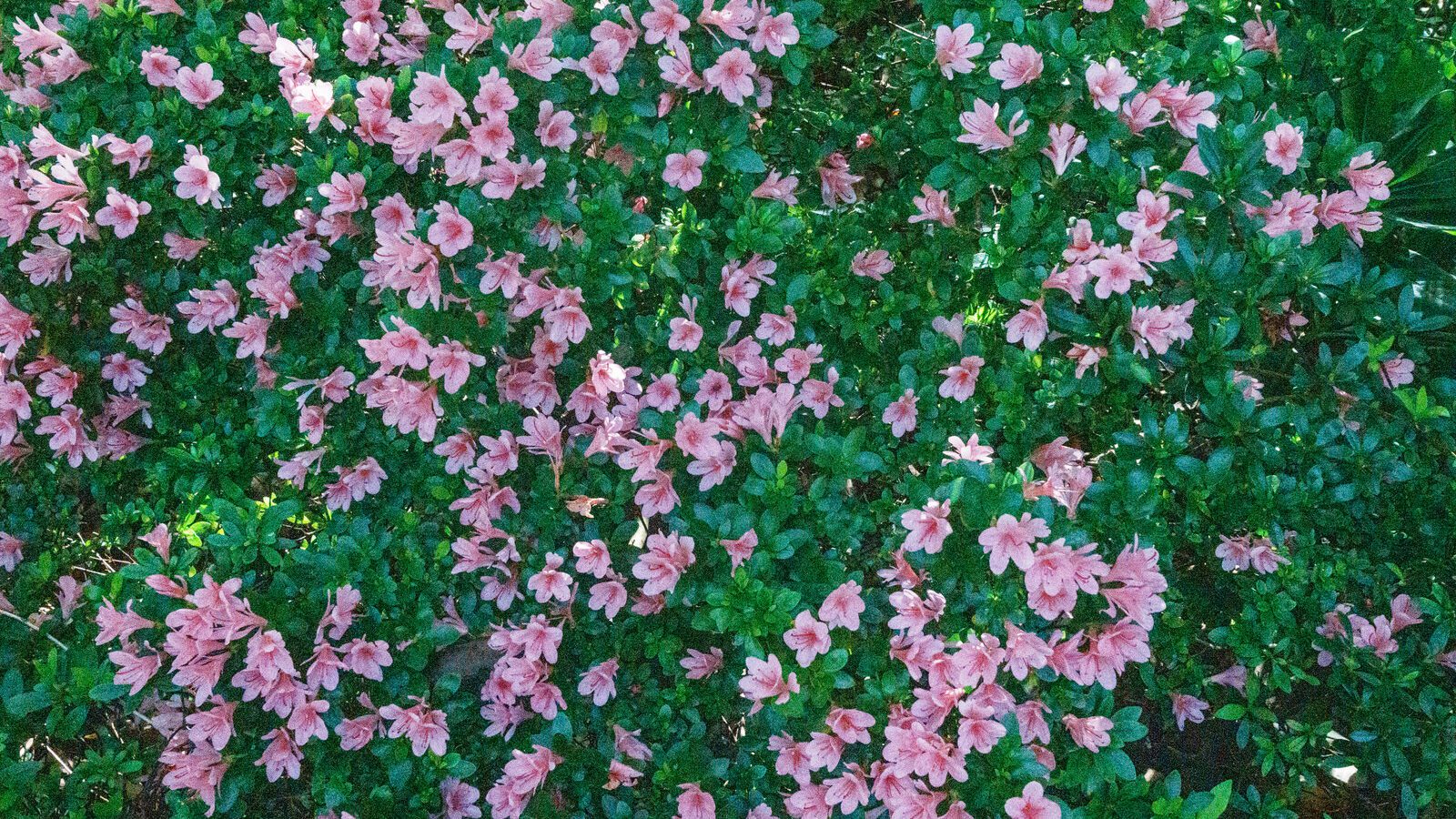 A SPLASH OF COLOUR AT THE BOTANIC GARDENS [DURING STORM KATHLEEN]-223877-1