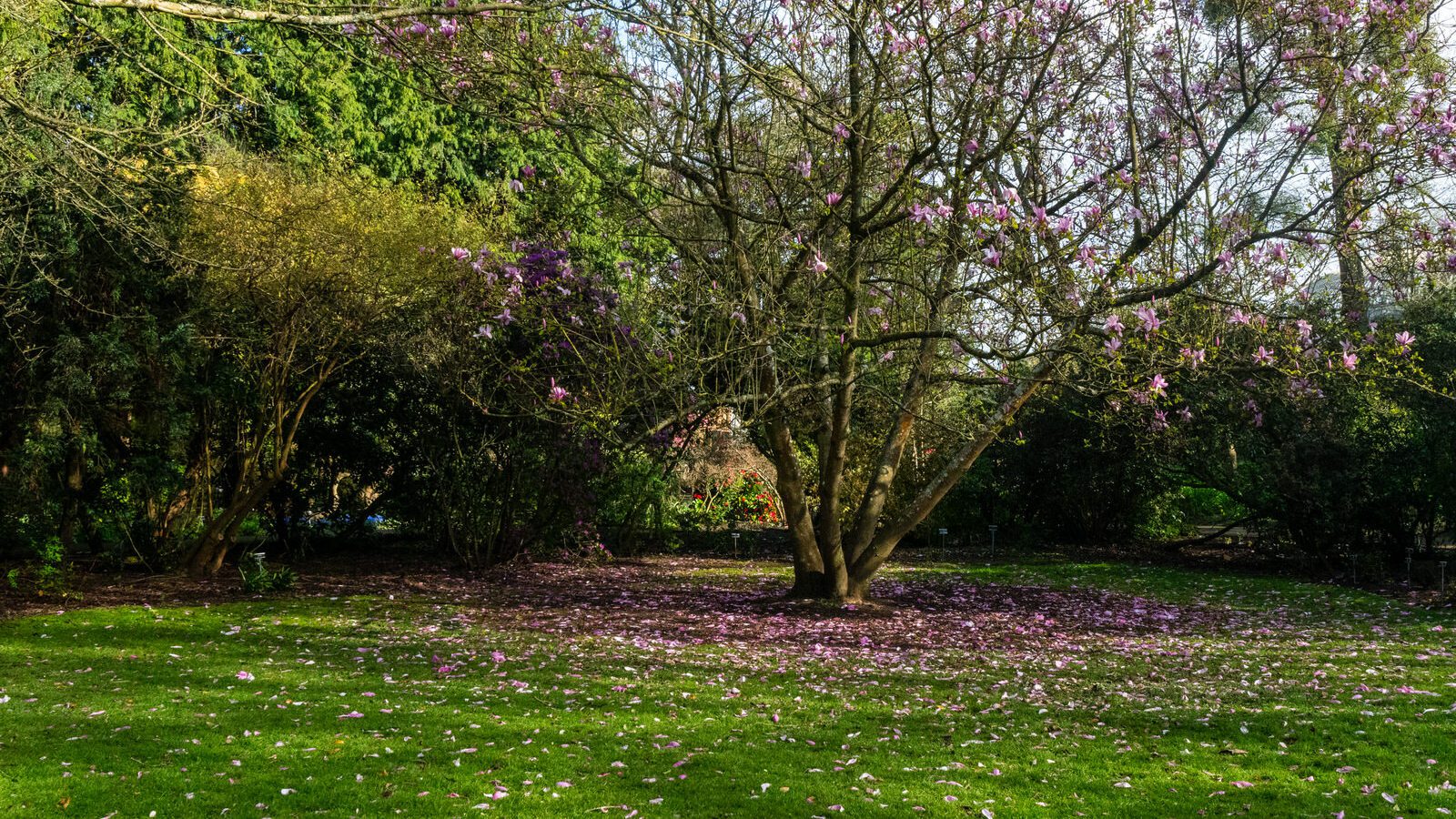 A SPLASH OF COLOUR AT THE BOTANIC GARDENS [DURING STORM KATHLEEN]-223879-1