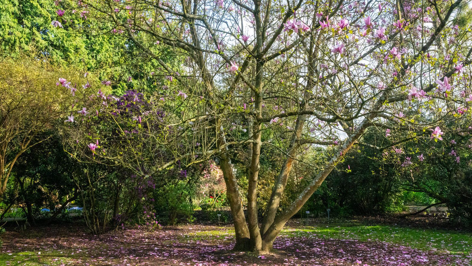 A SPLASH OF COLOUR AT THE BOTANIC GARDENS [DURING STORM KATHLEEN]-223880-1