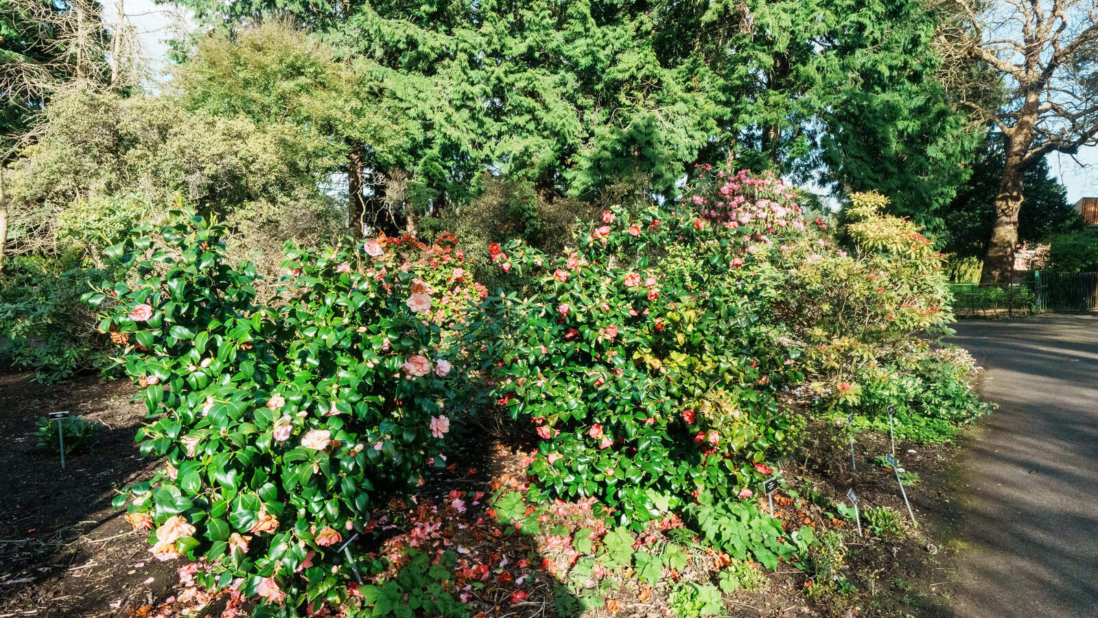 A SPLASH OF COLOUR AT THE BOTANIC GARDENS [DURING STORM KATHLEEN]-223882-1