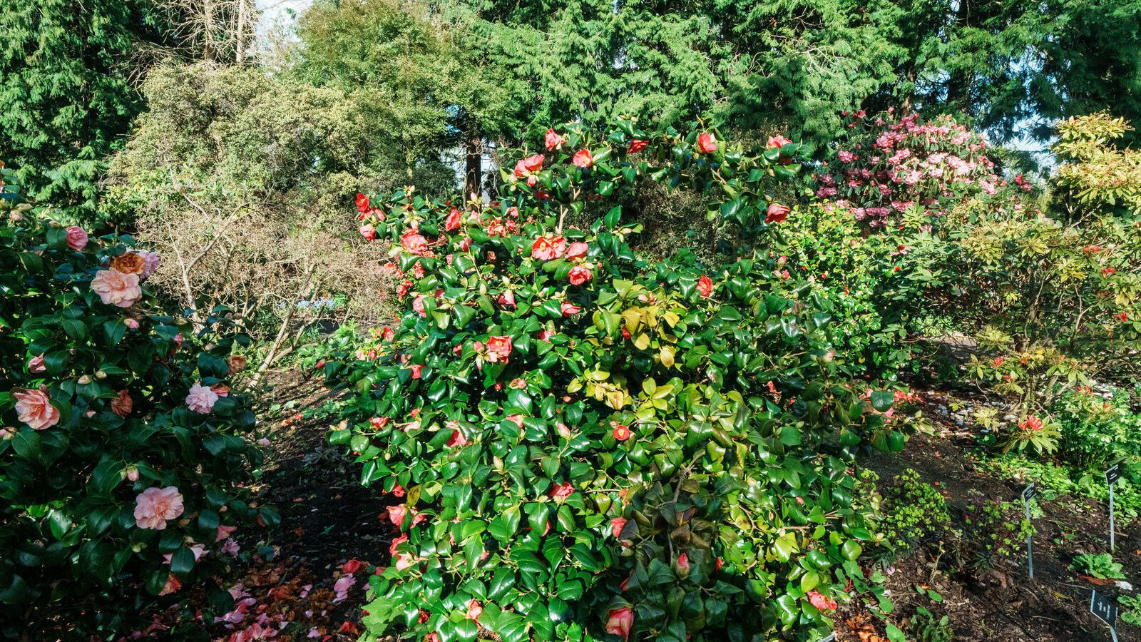 A SPLASH OF COLOUR AT THE BOTANIC GARDENS [DURING STORM KATHLEEN]-223883-1