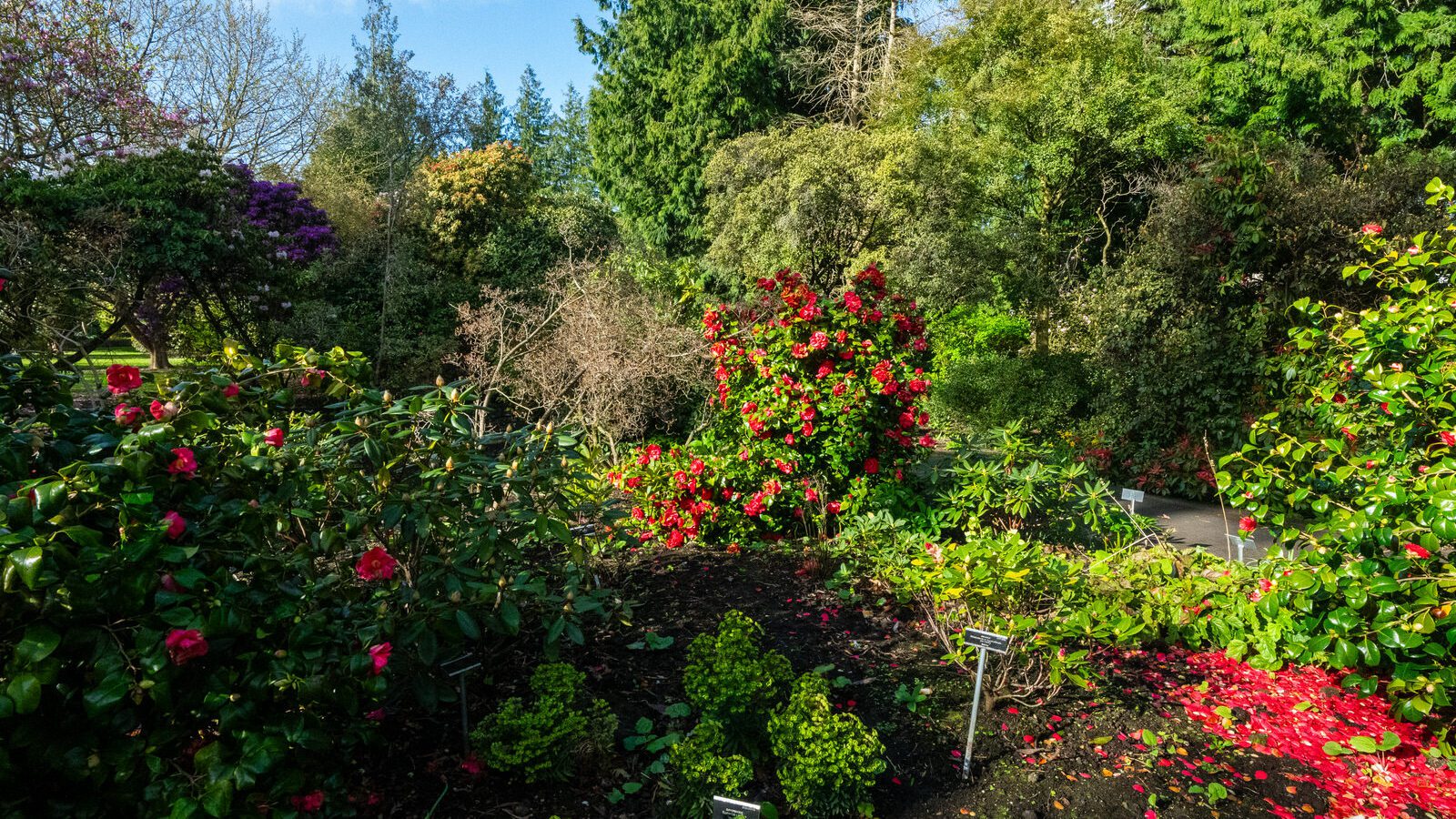 A SPLASH OF COLOUR AT THE BOTANIC GARDENS [DURING STORM KATHLEEN]-223884-1