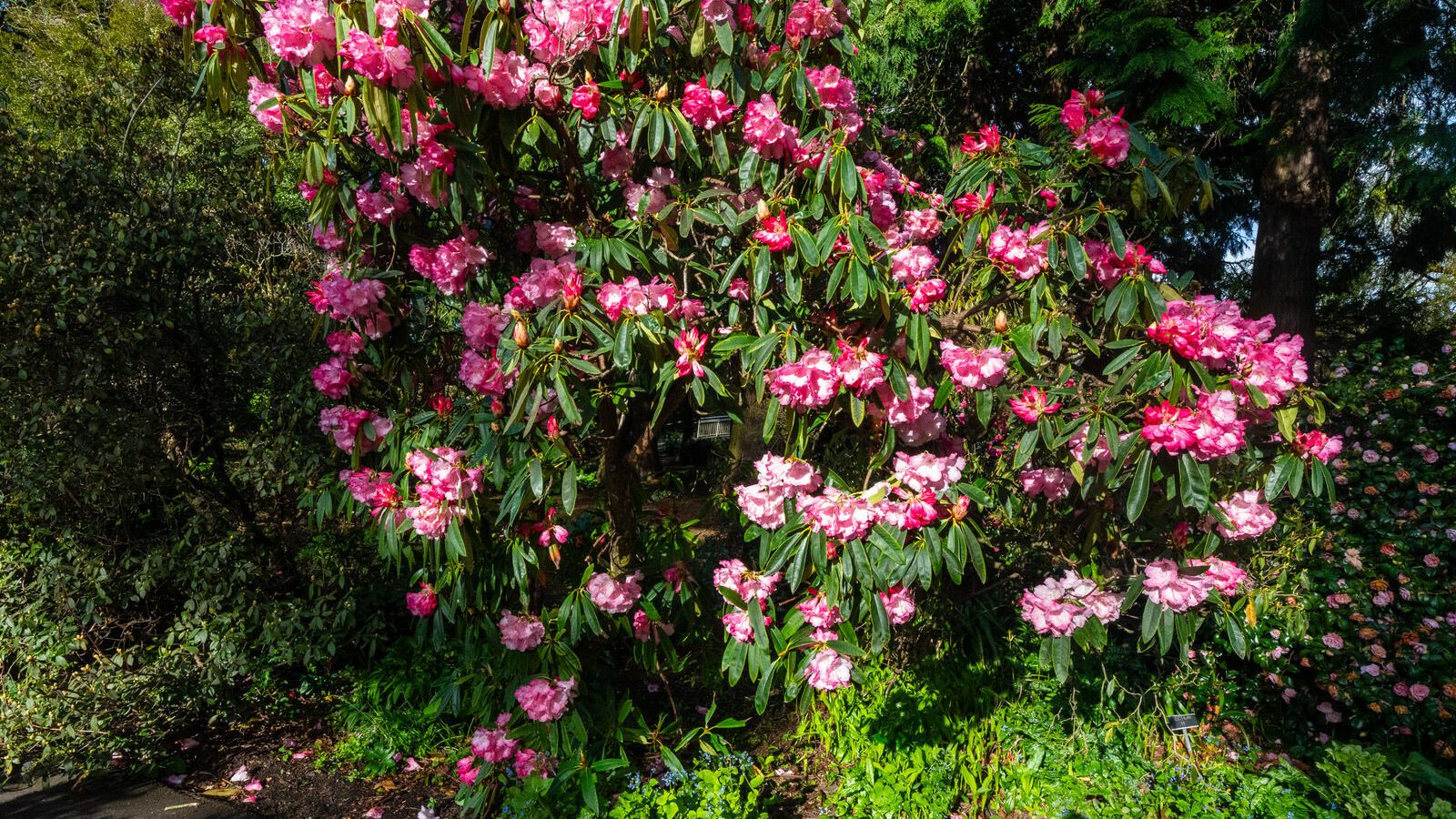 A SPLASH OF COLOUR AT THE BOTANIC GARDENS [DURING STORM KATHLEEN]-223885-1