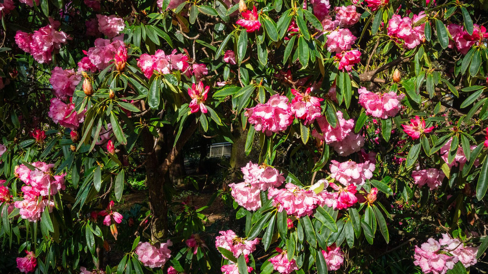 A SPLASH OF COLOUR AT THE BOTANIC GARDENS [DURING STORM KATHLEEN]-223886-1