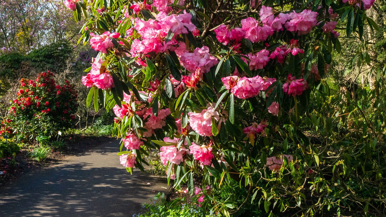 A SPLASH OF COLOUR AT THE BOTANIC GARDENS [DURING STORM KATHLEEN]-223887-1