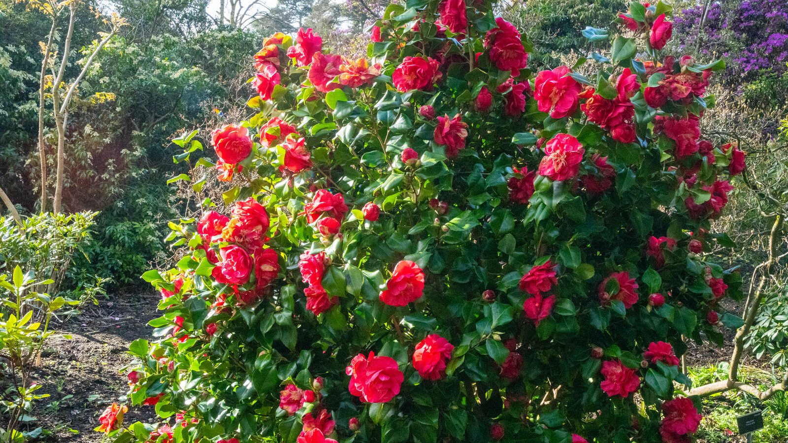 A SPLASH OF COLOUR AT THE BOTANIC GARDENS [DURING STORM KATHLEEN]-223888-1