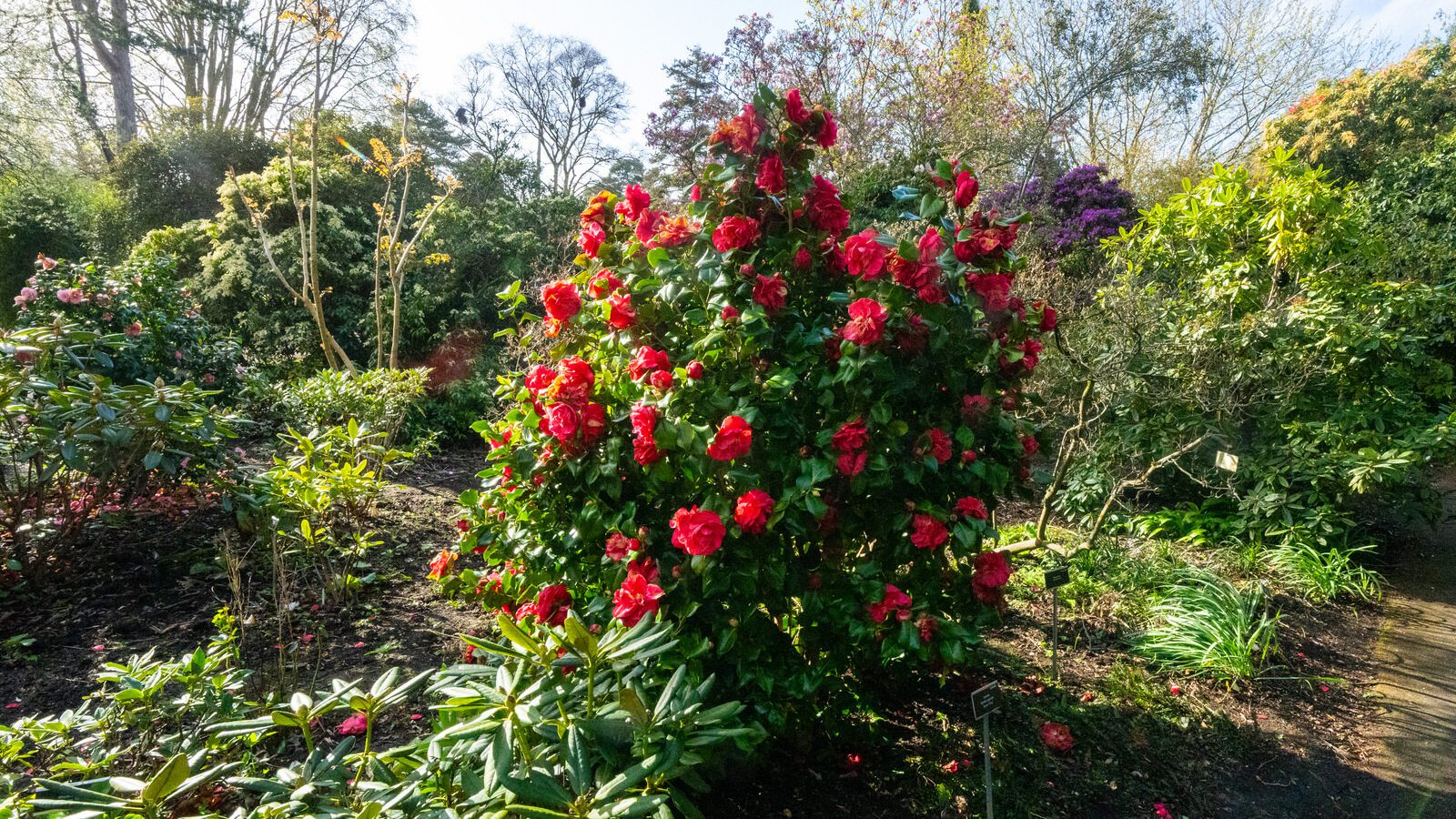 A SPLASH OF COLOUR AT THE BOTANIC GARDENS [DURING STORM KATHLEEN]-223889-1