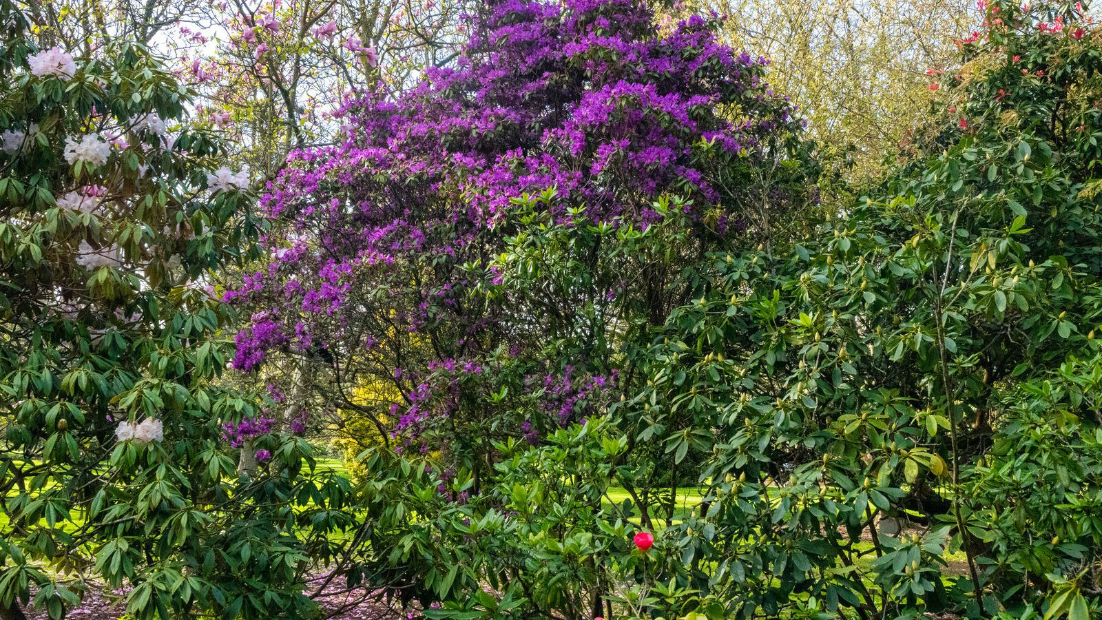 A SPLASH OF COLOUR AT THE BOTANIC GARDENS [DURING STORM KATHLEEN]-223890-1