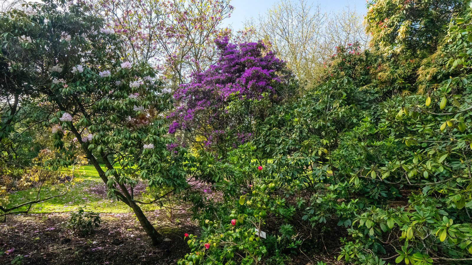 A SPLASH OF COLOUR AT THE BOTANIC GARDENS [DURING STORM KATHLEEN]-223891-1