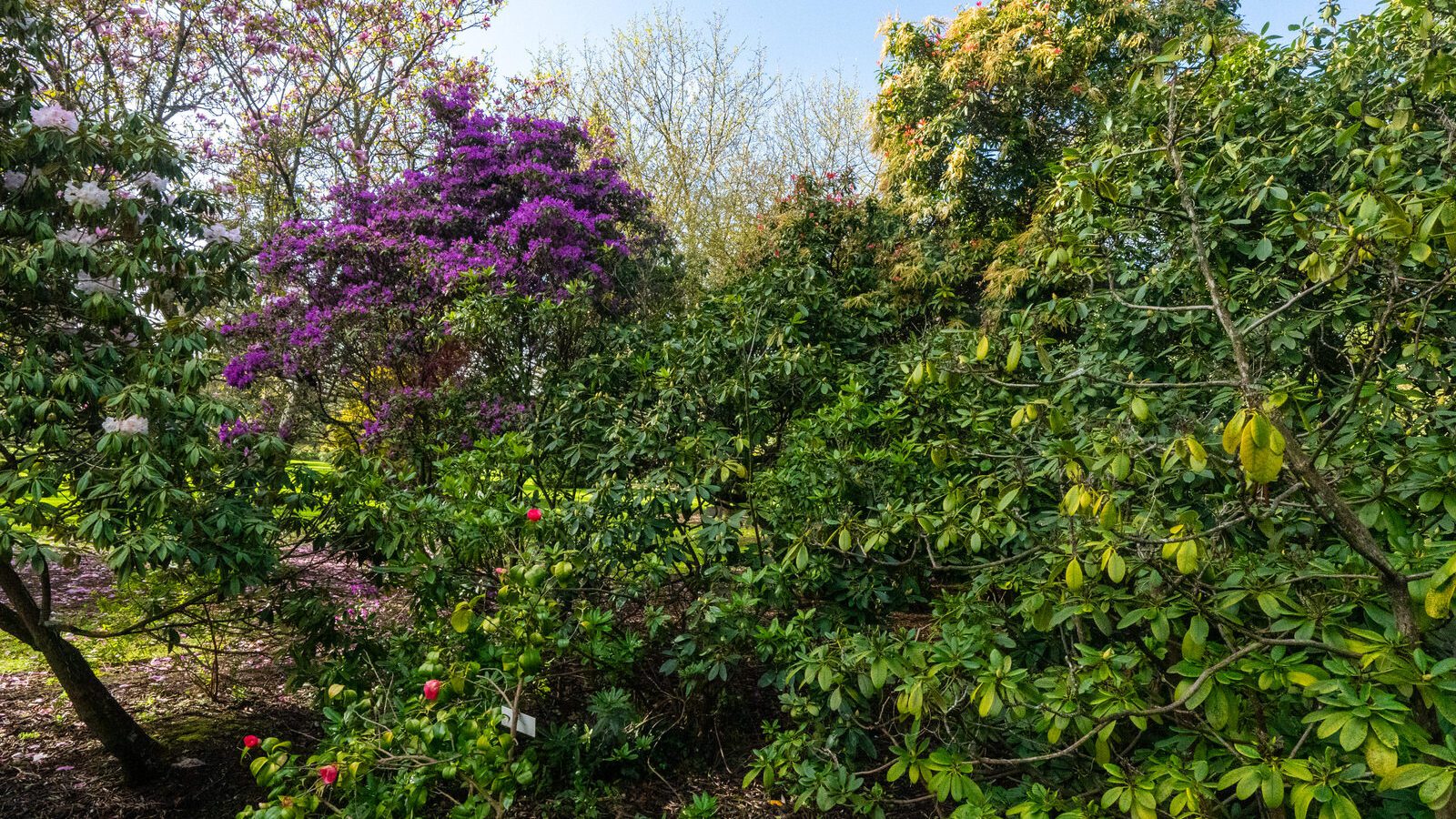 A SPLASH OF COLOUR AT THE BOTANIC GARDENS [DURING STORM KATHLEEN]-223892-1