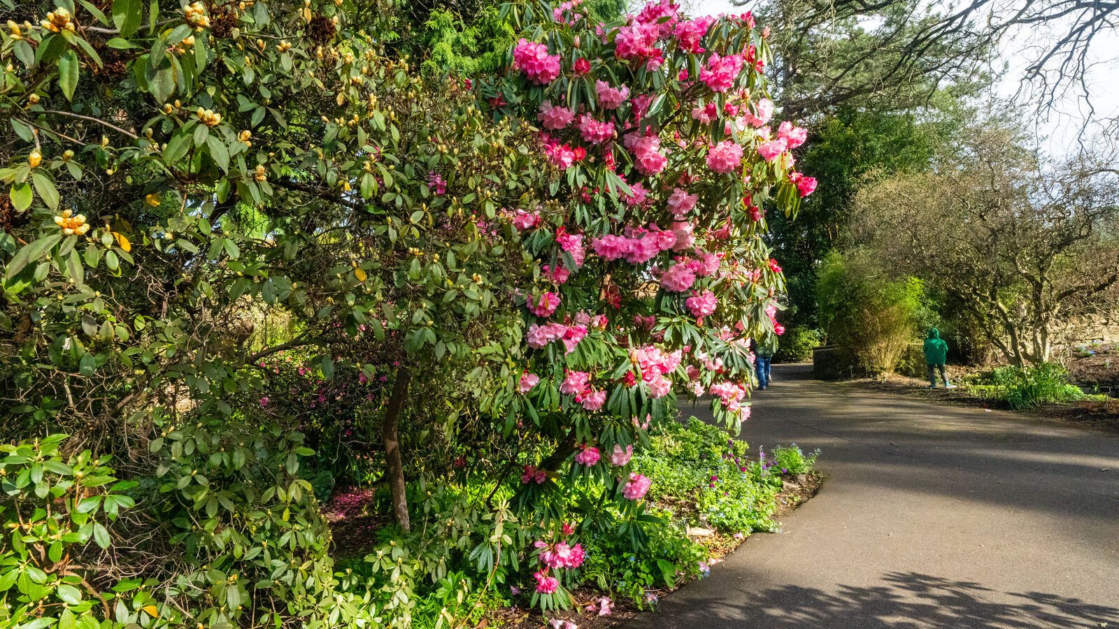 A SPLASH OF COLOUR AT THE BOTANIC GARDENS [DURING STORM KATHLEEN]-223893-1