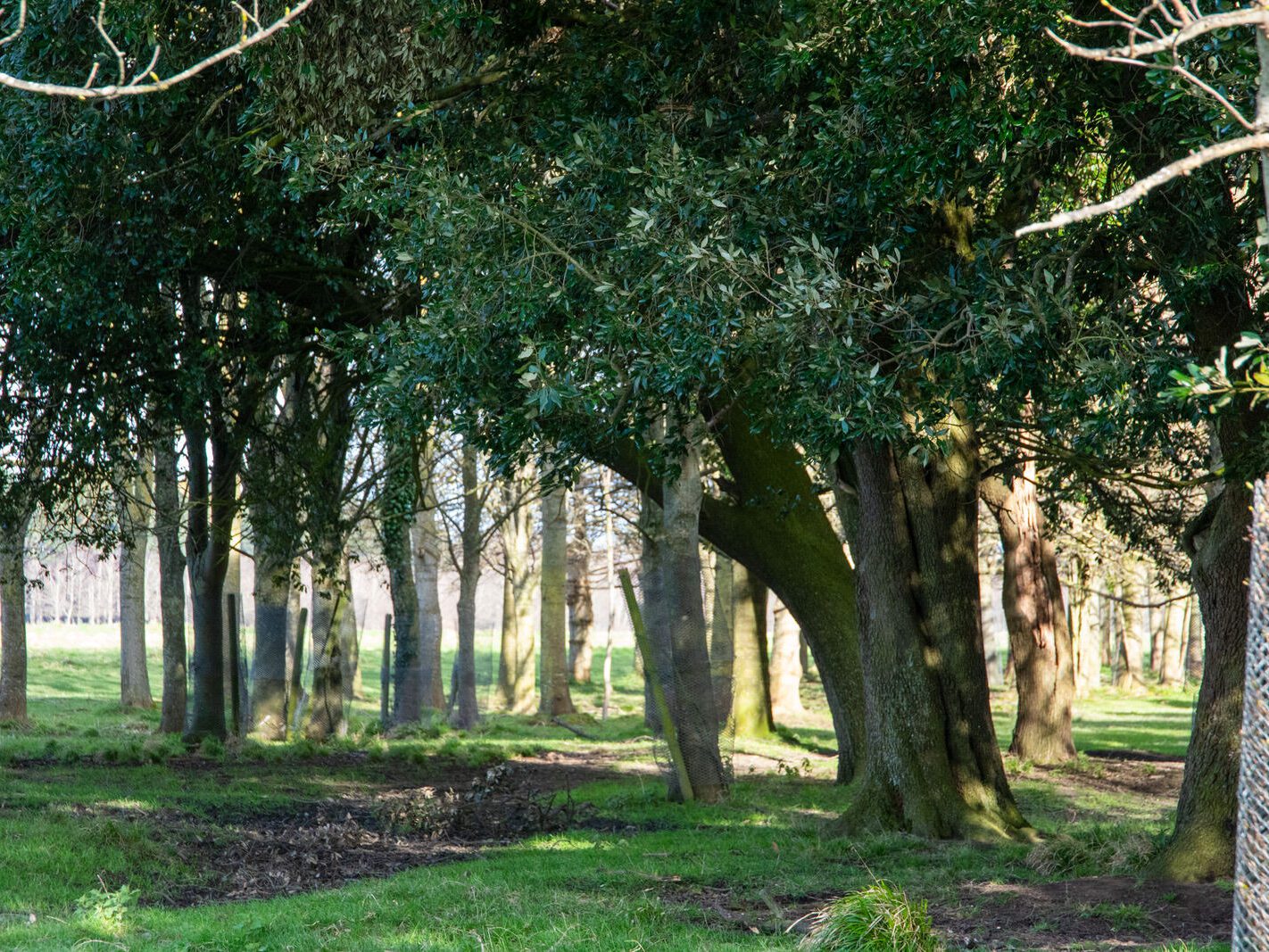 A WALK AROUND THE PERIMETER OF ST MARY'S HOSPITAL [SEEKING THE KNOCKMAREE DOLMEN IN PHOENIX PARK]-231108-1