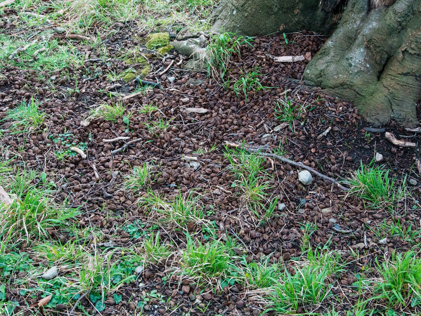 A WALK AROUND THE PERIMETER OF ST MARY'S HOSPITAL [SEEKING THE KNOCKMAREE DOLMEN IN PHOENIX PARK]-231115-1