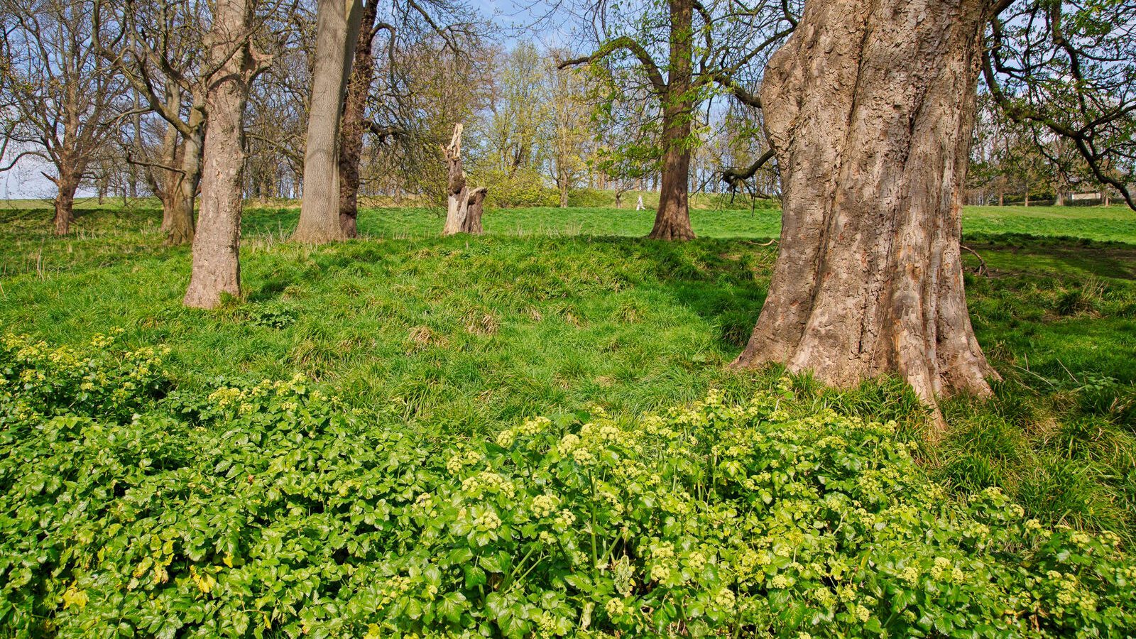 LOWER GLEN ROAD IN PHOENIX PARK [ON ROUTE TO THE FURRY GLEN]-223664-1