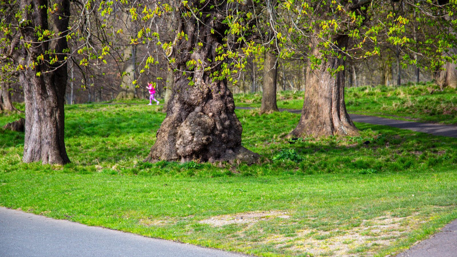 LOWER GLEN ROAD IN PHOENIX PARK [ON ROUTE TO THE FURRY GLEN]-223676-1