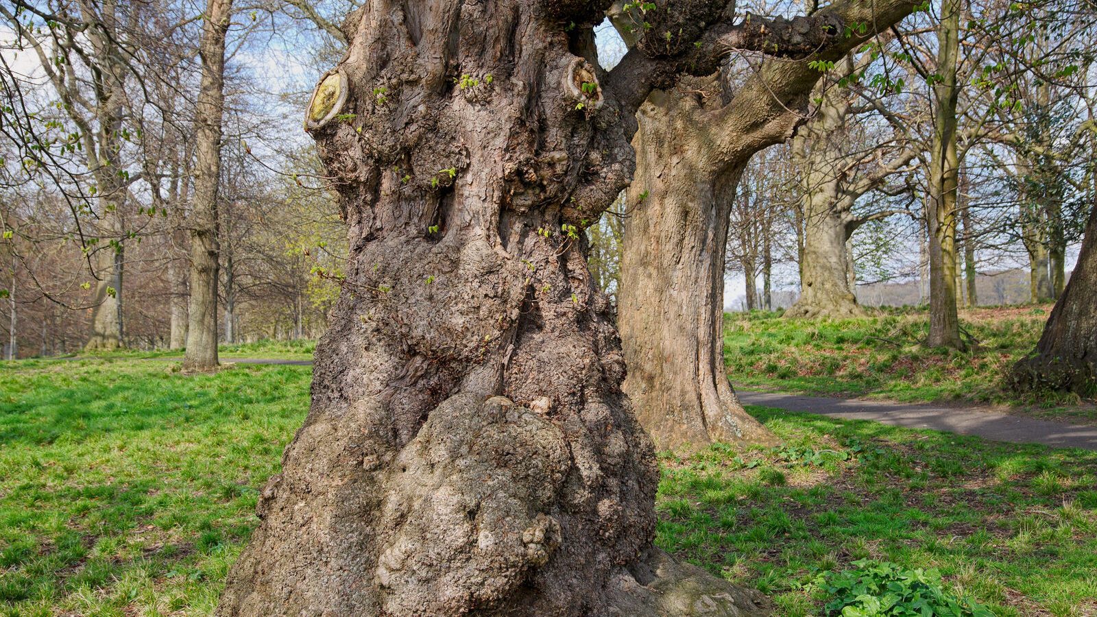 LOWER GLEN ROAD IN PHOENIX PARK [ON ROUTE TO THE FURRY GLEN]-223679-1