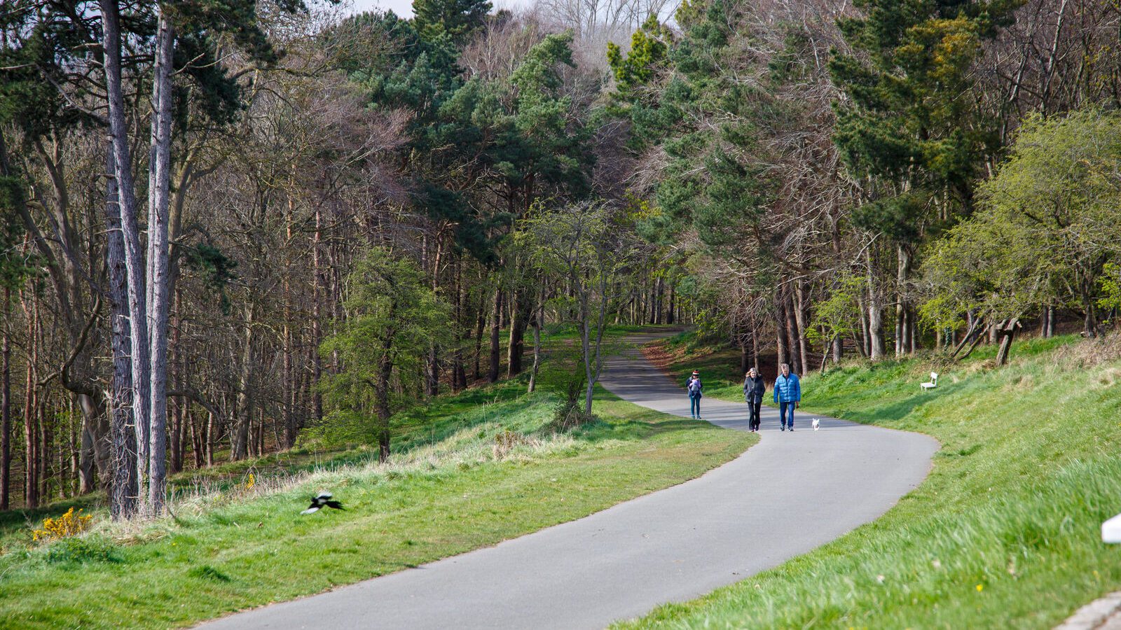 LOWER GLEN ROAD IN PHOENIX PARK [ON ROUTE TO THE FURRY GLEN]-223684-1