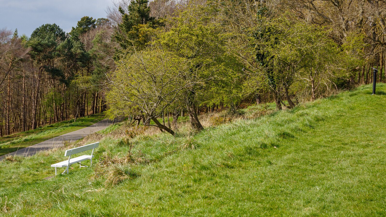 LOWER GLEN ROAD IN PHOENIX PARK [ON ROUTE TO THE FURRY GLEN]-223686-1