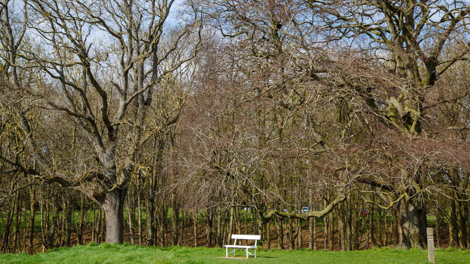 LOWER GLEN ROAD IN PHOENIX PARK [ON ROUTE TO THE FURRY GLEN]-223688-1