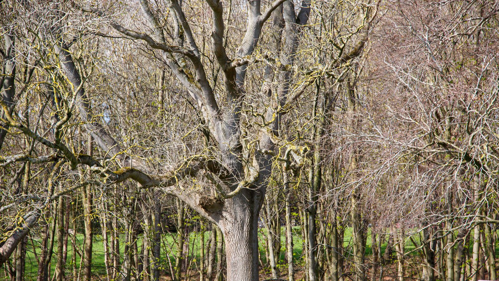 LOWER GLEN ROAD IN PHOENIX PARK [ON ROUTE TO THE FURRY GLEN]-223689-1