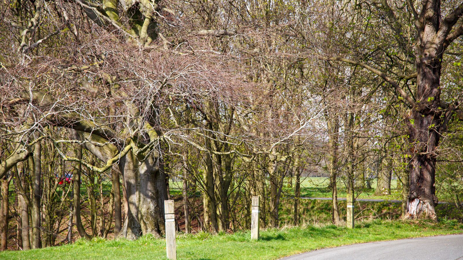 LOWER GLEN ROAD IN PHOENIX PARK [ON ROUTE TO THE FURRY GLEN]-223690-1