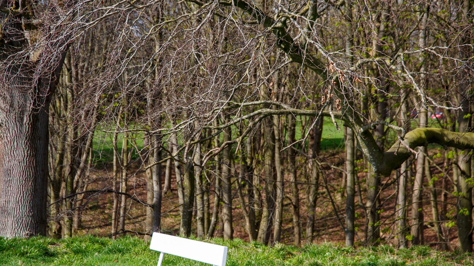 LOWER GLEN ROAD IN PHOENIX PARK [ON ROUTE TO THE FURRY GLEN]-223691-1