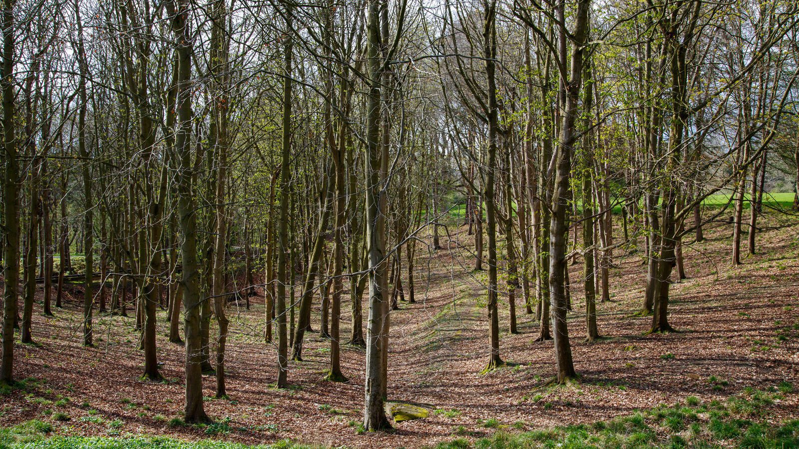 LOWER GLEN ROAD IN PHOENIX PARK [ON ROUTE TO THE FURRY GLEN]-223696-1