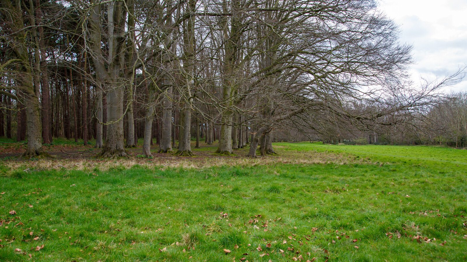 LOWER GLEN ROAD IN PHOENIX PARK [ON ROUTE TO THE FURRY GLEN]-223710-1