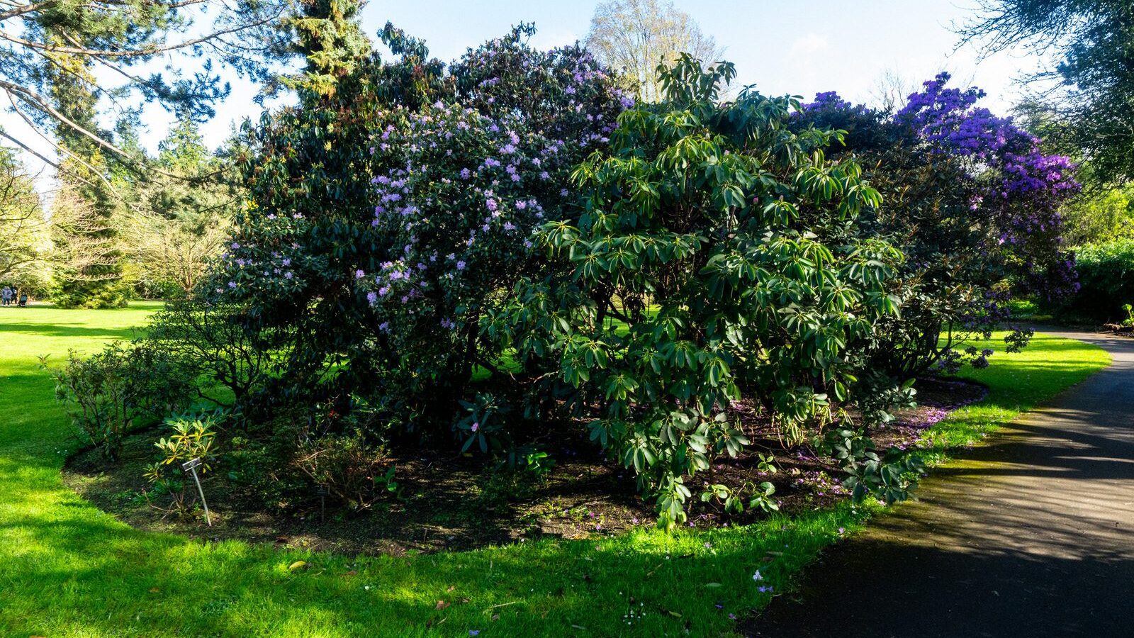 THE MILL FIELD [BOTANIC GARDENS IN APRIL 2024]-223982-1