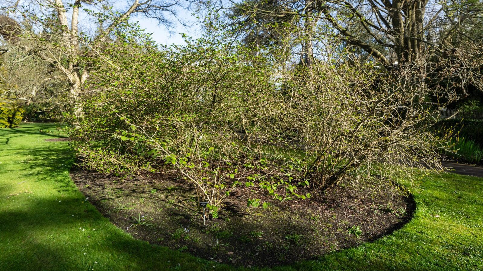 THE MILL FIELD [BOTANIC GARDENS IN APRIL 2024]-223984-1