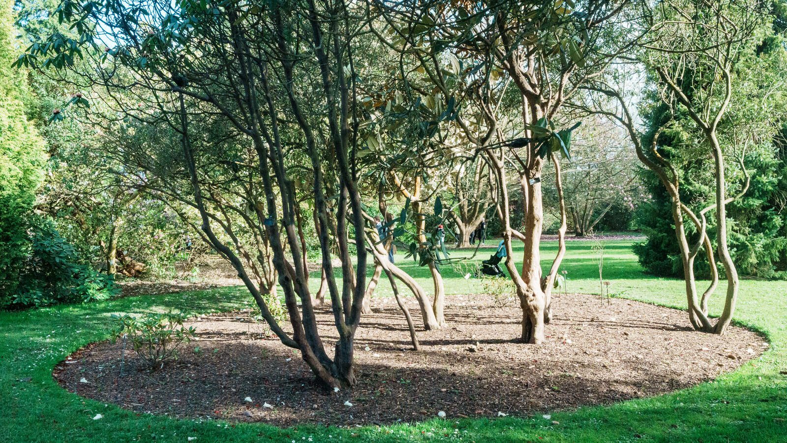 THE MILL FIELD [BOTANIC GARDENS IN APRIL 2024]-223991-1