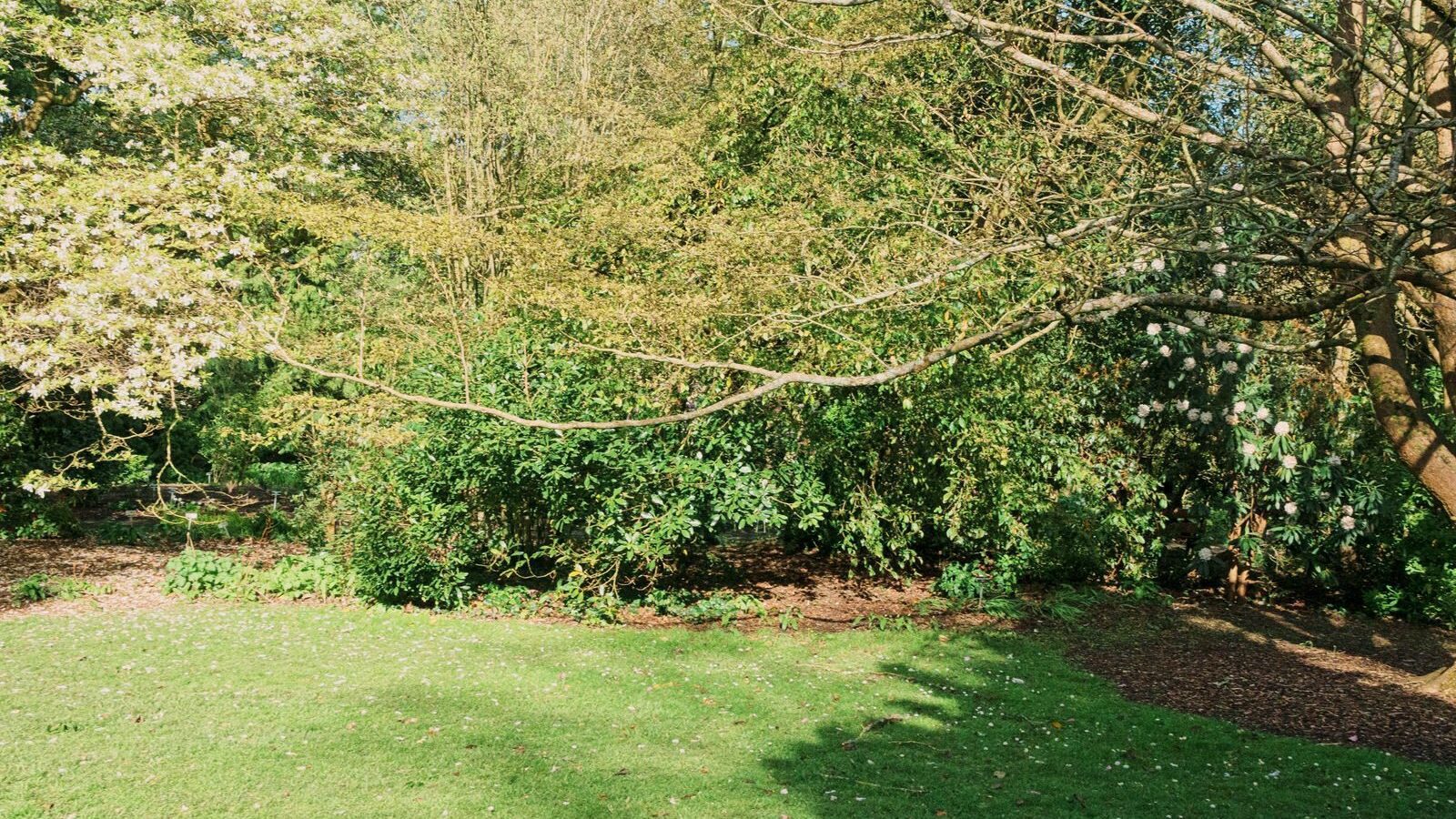 THE MILL FIELD [BOTANIC GARDENS IN APRIL 2024]-223995-1